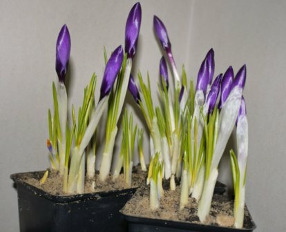 Крокус в горшке когда сажать 157
