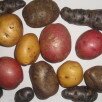 коллекция цветного картофеля